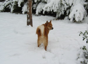 Fox in the pines